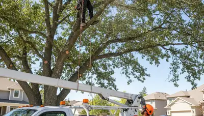 Arborist pruning oak tree branches in Olathe, KS for professional tree health and shape maintenance
