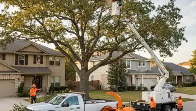 Professional tree removal service in Olathe, KS safely cutting and clearing large damaged trees