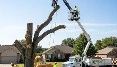 Professional tree removal service crew working safely in Olathe, KS residential neighborhood