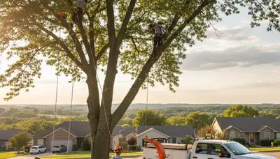 Professional tree removal service in Olathe KS safely cutting and clearing large trees