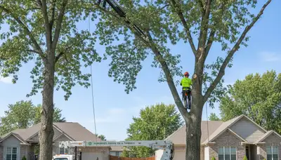 Professional tree removal service in Olathe KS safely cutting and clearing large trees