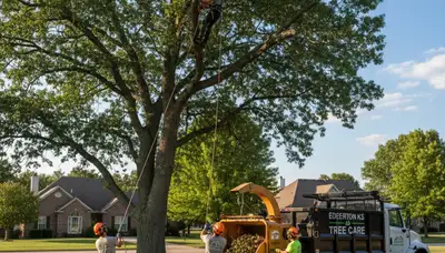 Professional tree removal service in Olathe, KS safely cutting and clearing large residential trees