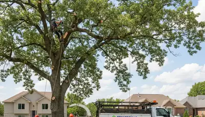 Professional tree removal service in Olathe KS safely clearing large trees for residential property