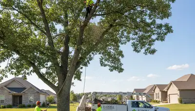 Professional tree removal service in Olathe, KS safely clearing trees for local homeowners