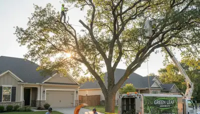 Certified arborist trimming oak tree branches in Olathe, KS for Chop Chop Tree service