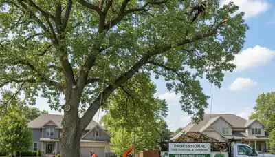 Professional tree removal service in Olathe, KS by certified arborists at Tree Service Olathe KS