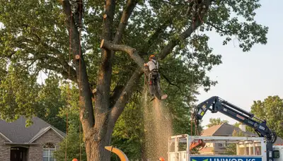 Professional tree removal service crew working safely in Olathe, KS