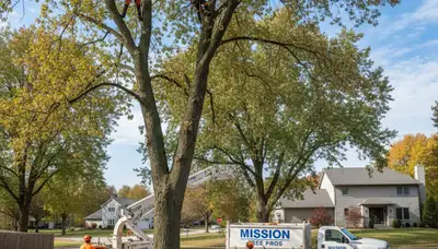 Professional tree removal service in Olathe, KS safely clearing large oak tree for local property