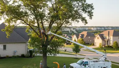 Professional tree removal crew working safely in Olathe KS residential neighborhood