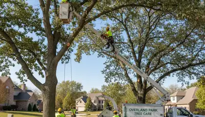 Professional tree removal service in Olathe KS safely cutting and clearing large oak trees