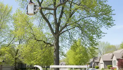 Professional tree removal service in Olathe KS safely cutting down large oak tree