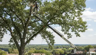 Professional tree removal service crew working in Olathe KS yard safely cutting large oak tree