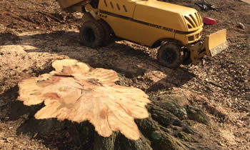Stump Removal in Olathe KS Stump Removal Services in Olathe KS Stump Removal Professionals Olathe KS Tree Services in Olathe KS